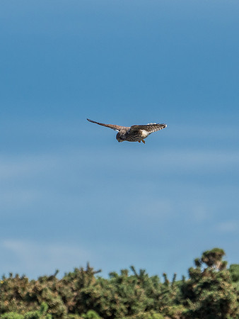 Kestrel (Falco tinnunculus)