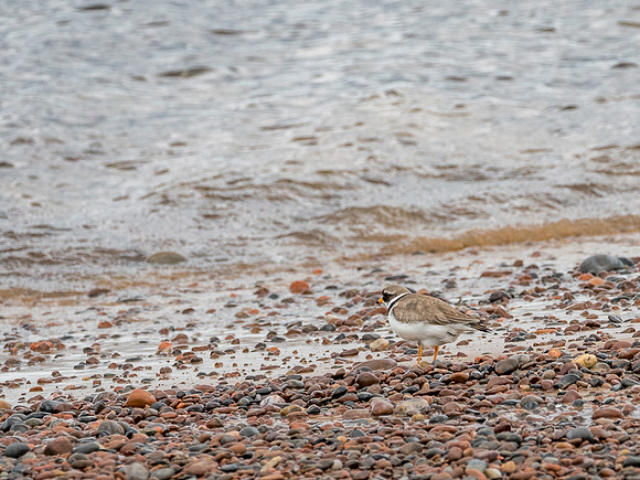 Ringed Plover (Charadrius hiaticula)