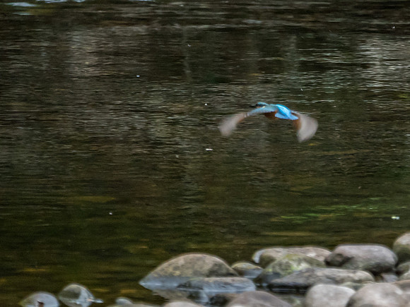 Kingfisher (Alcedo atthis)