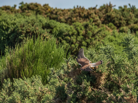 Kestrel (Falco tinnunculus)