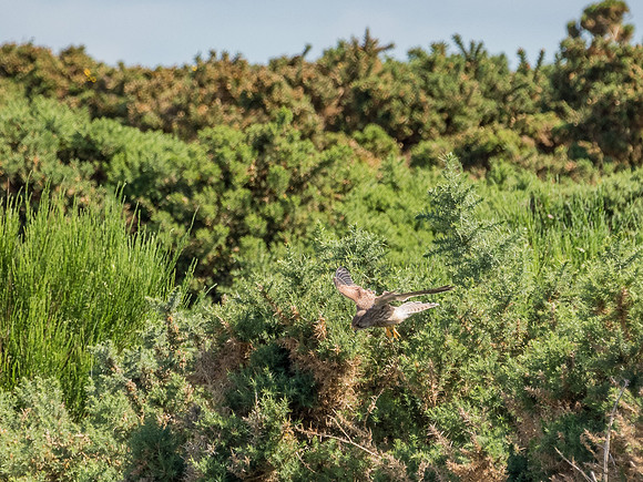 Kestrel (Falco tinnunculus)