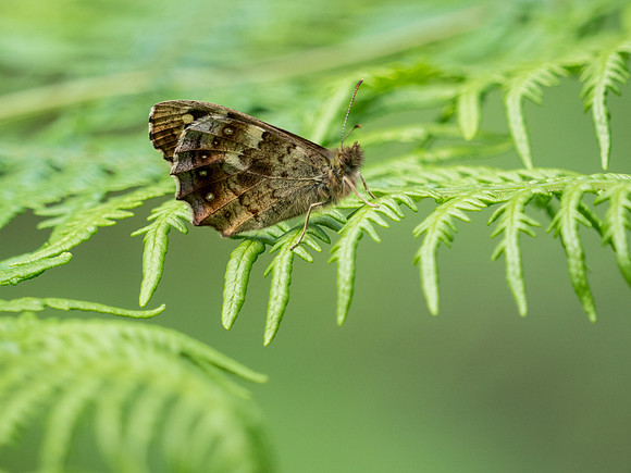 Speckled Wood Butterfly (Pararge aegeria)