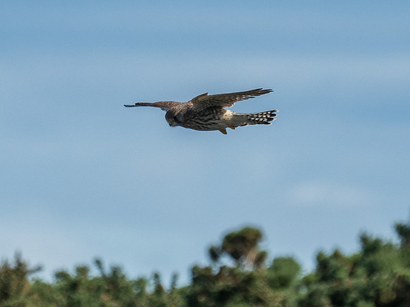 Kestrel (Falco tinnunculus)