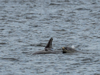 Bottlenose Dolphins (Tursiops truncatus)