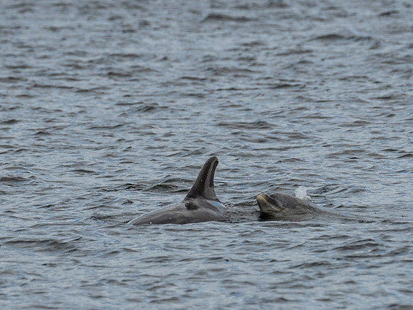 Bottlenose Dolphins (Tursiops truncatus)