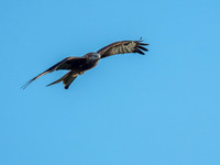 20171105-Tollie Red Kites-EM526458