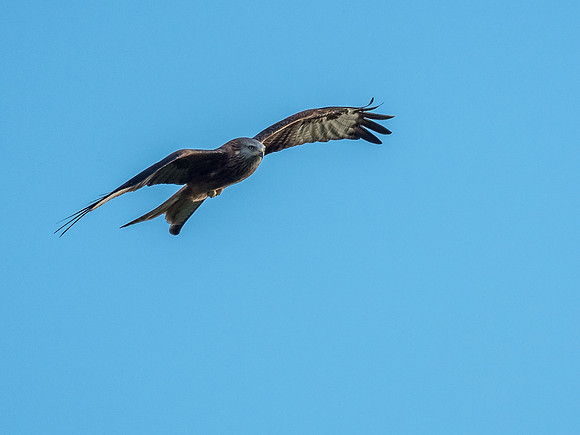 20171105-Tollie Red Kites-EM526458