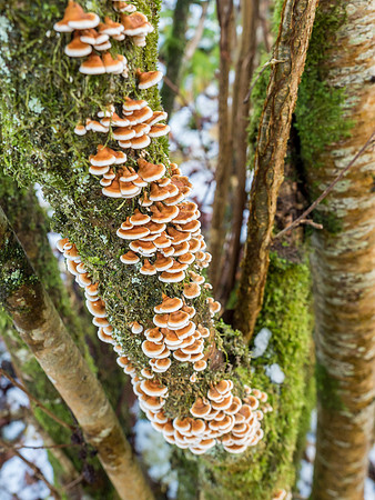 Urquhart Bay Wood