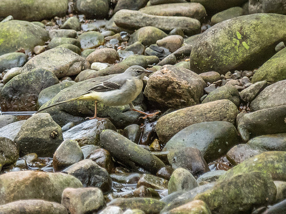 Grey Wagtail (Motacilla cinerea)