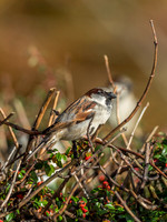 House Sparrow (Passer domesticus)
