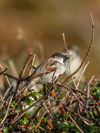 House Sparrow (Passer domesticus)