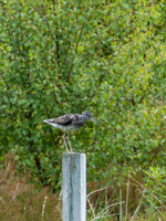 Greenshank (Tringa nebularia)