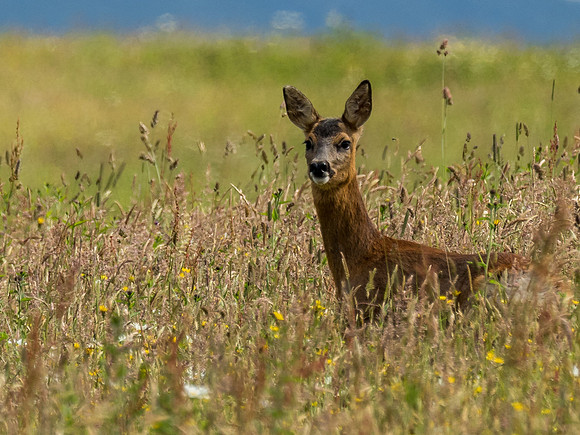 Roe Deer Doe