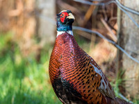 Pheasant (Phasianus colchicus)