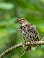 Bedraggled Song Thrush (Turdus philomelos)