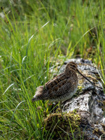Snipe (Gallinago gallinago)