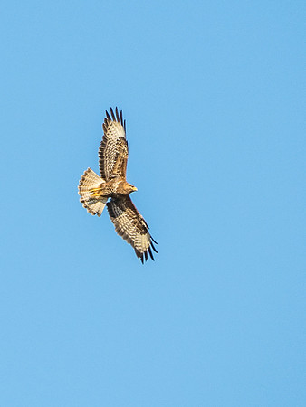 Common Buzzard (Buteo buteo)