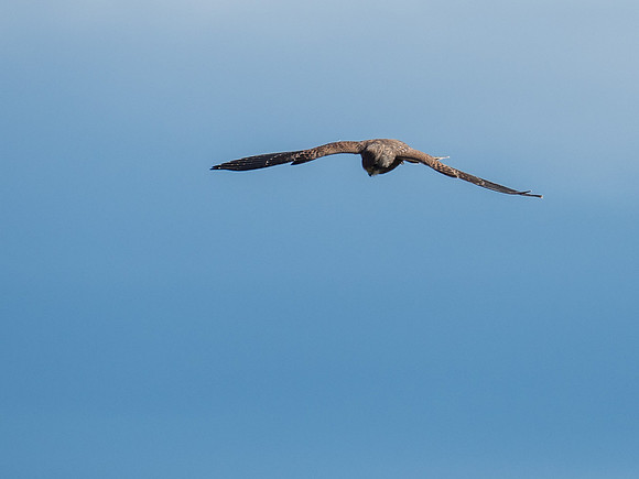 Kestrel (Falco tinnunculus)