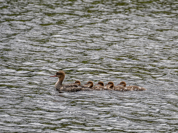 Female Red-breasted Merganser (Mergus serrator)