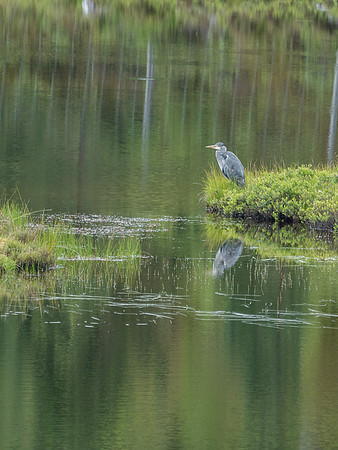 Grey Heron (Ardea cinerea)