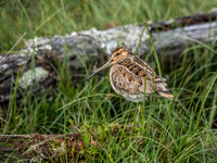 Snipe (Gallinago gallinago)