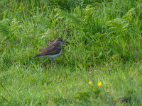 Sandpiper