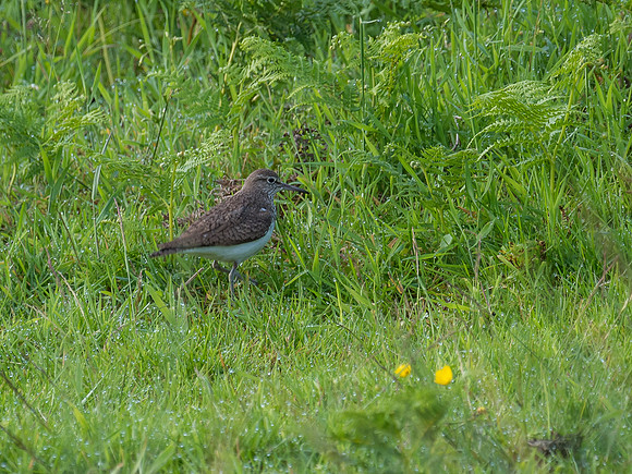 Sandpiper