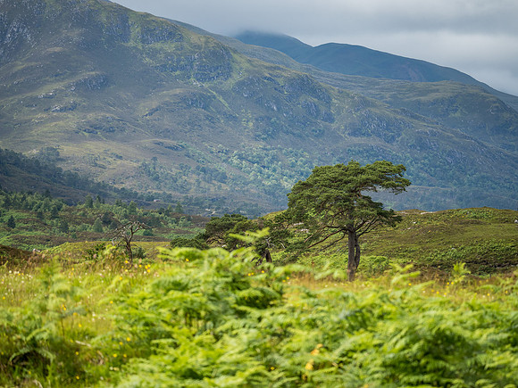 Scots Pine (Pinus sylvestris)