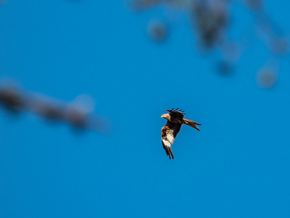 Red Kite (Milvus milvus)