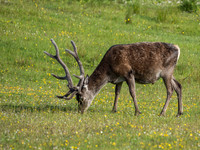 Red Deer (Cervus elaphus)