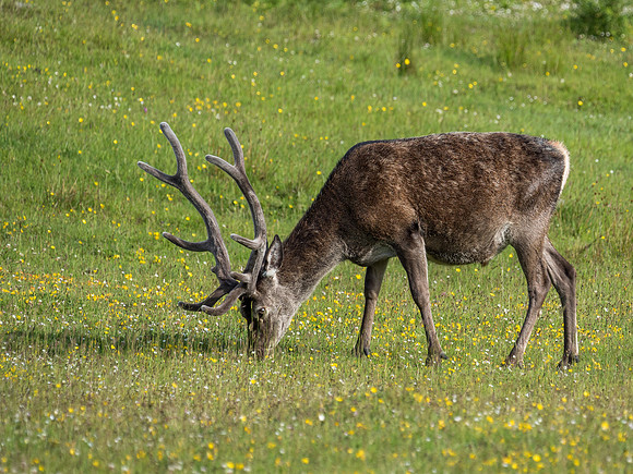 Red Deer (Cervus elaphus)