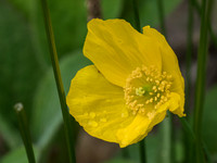 Urquhart Bay Wood - Welsh Poppy (Meconopsis cambrica)