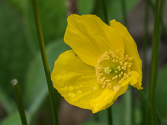Urquhart Bay Wood - Welsh Poppy (Meconopsis cambrica)