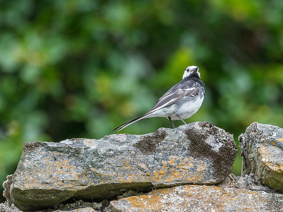 Pied Wagtail (Motacilla alba)