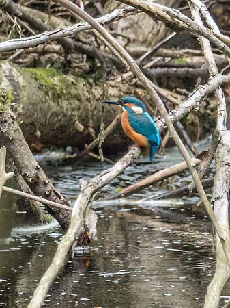 Kingfisher (Alcedo atthis)
