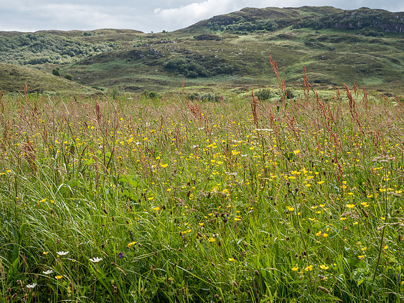 Meadow Flowers