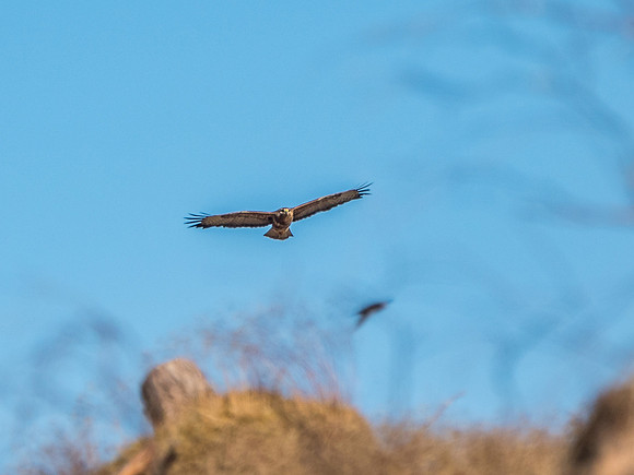 Common Buzzard (Buteo buteo)
