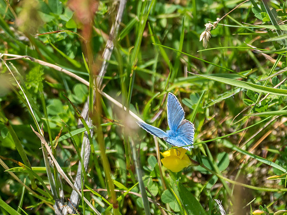 Common Blue Butterfly