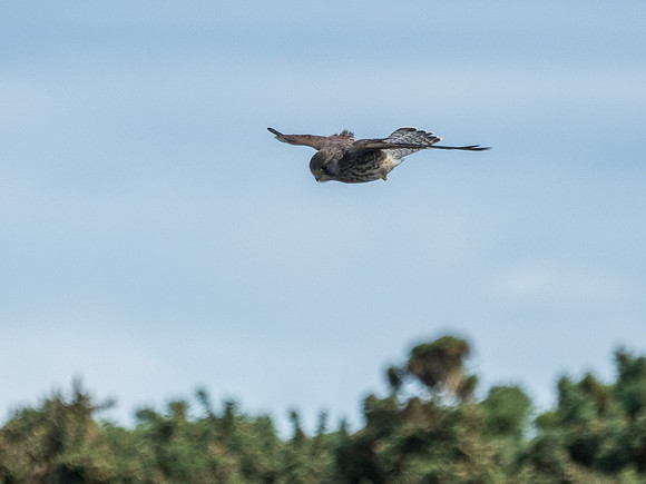 Kestrel (Falco tinnunculus)