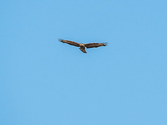 Common Buzzard (Buteo buteo)