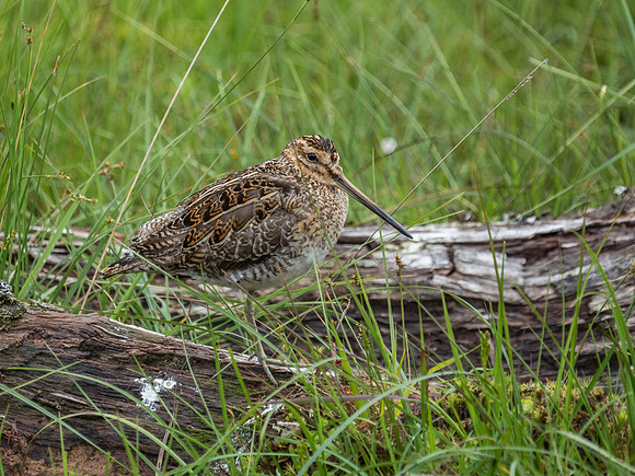 Snipe (Gallinago gallinago)