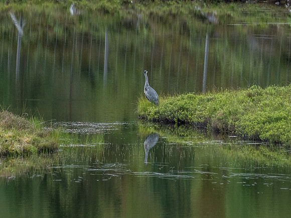 Grey Heron (Ardea cinerea)