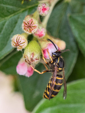 Wasp Close-up
