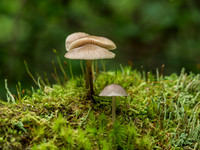 Urquhart Bay Wood - Mushrooms