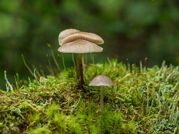 Urquhart Bay Wood - Mushrooms