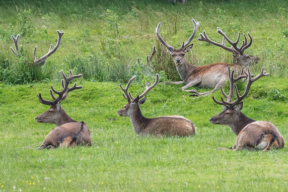 Red Deer Stags