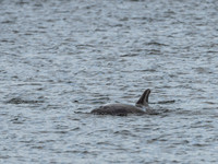 Bottlenose Dolphins (Tursiops truncatus)