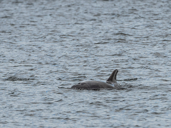 Bottlenose Dolphins (Tursiops truncatus)