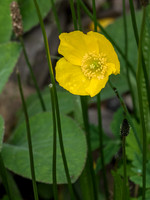 Urquhart Bay Wood - Welsh Poppy (Meconopsis cambrica)