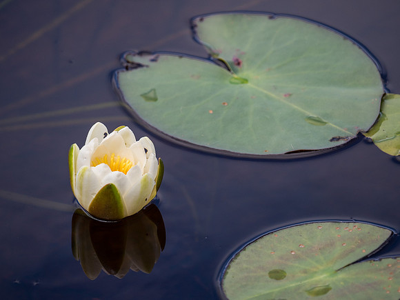 Hilton Lodge Lily Pond
